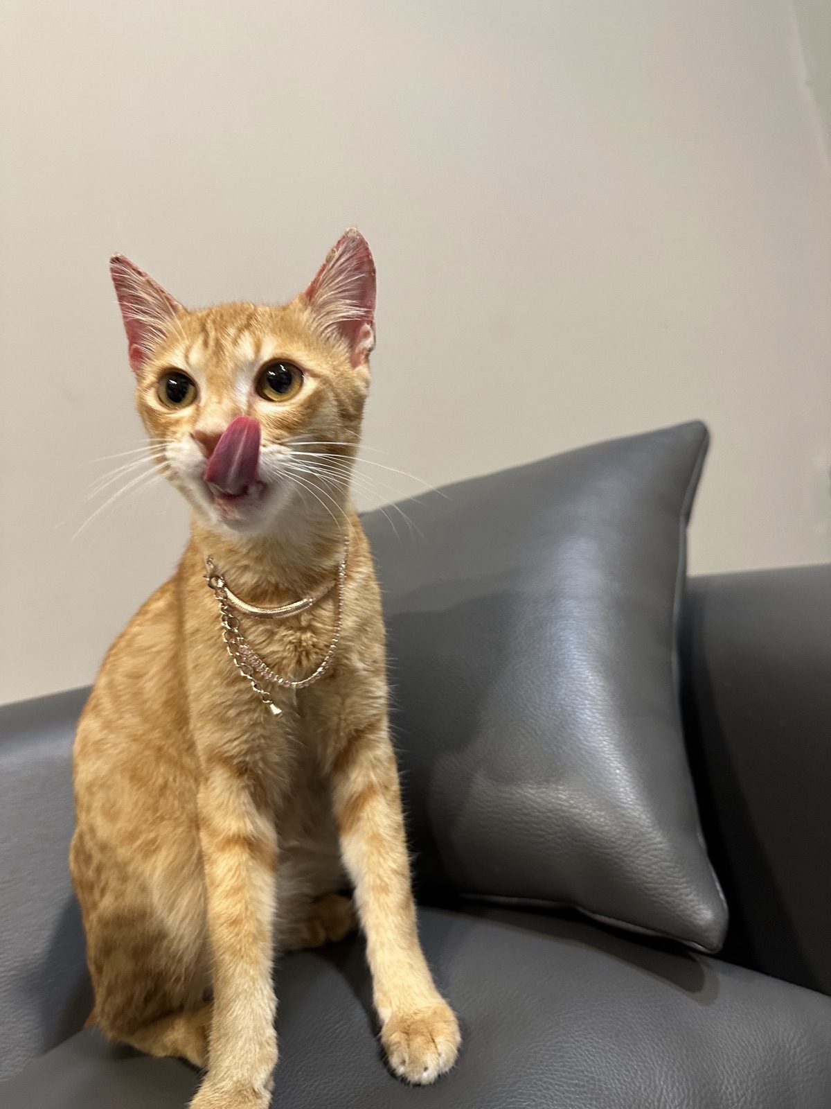 Blep, with bling